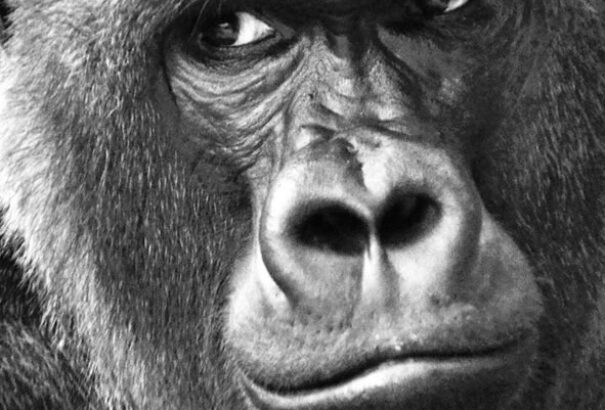 Berényi és Bugár a Gorilláról