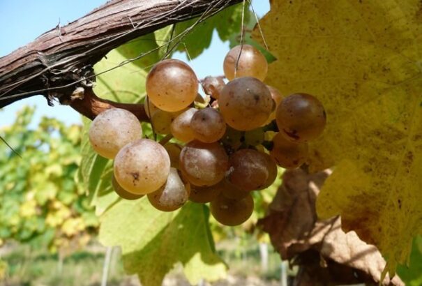 Akik nem szórakozásból isznak