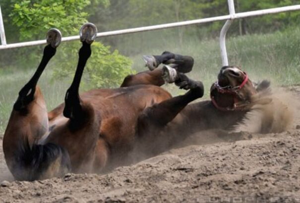 Overdose: az utolsó vágta