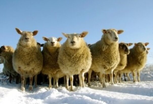 Mese a fehér juhászról és nyájatlan akláról