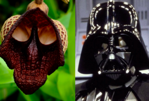 Repülő kacsa, majomfejű orchidea, Darth Vader és a többiek