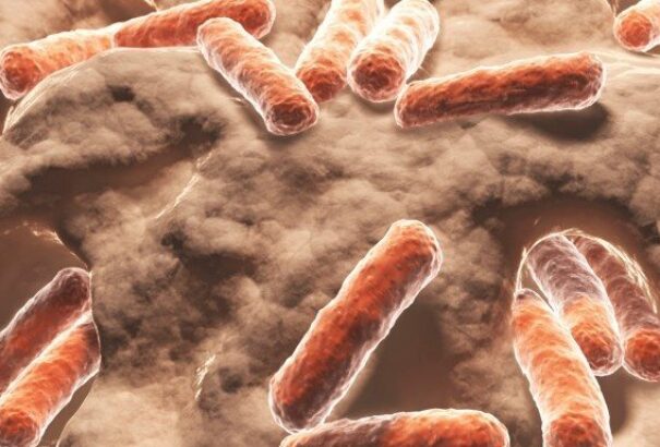 Magyar kutatónőről neveztek el egy újonnan felfedezett baktériumot