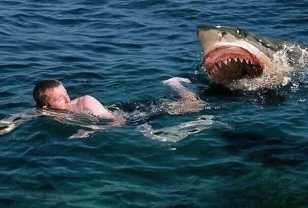 2015-ben megdőlt a cápatámadások rekordja