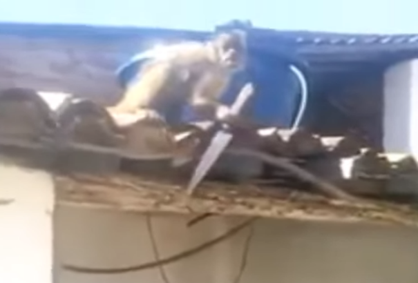 Késsel fenyegetőzött az ittas majom (+videó)
