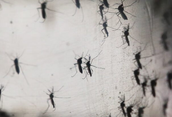 Igazolták: újabb betegség írható a zikavírus számlájára