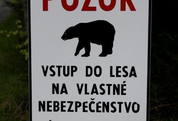 Barnamedvék miatt rendkívüli helyzetet hirdettek a Magas-Tátrában