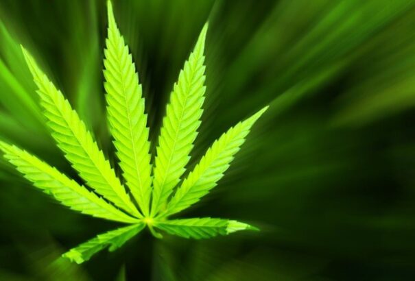 Felmérés: A marihuána a legkedveltebb kábítószer Szlovákiában