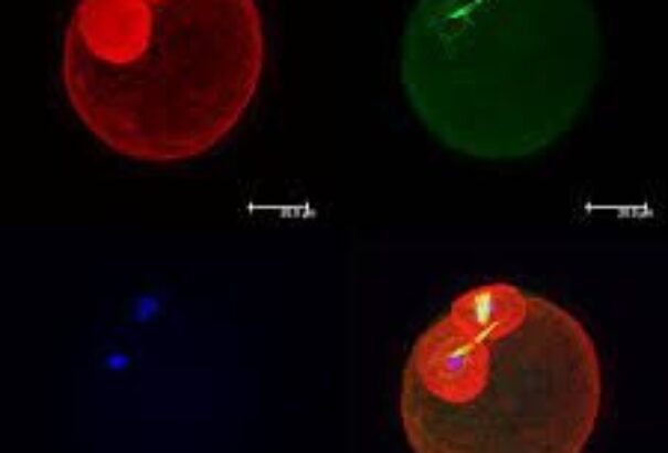 Tudósok ragyogást figyeltek meg a fogantatás pillanatában