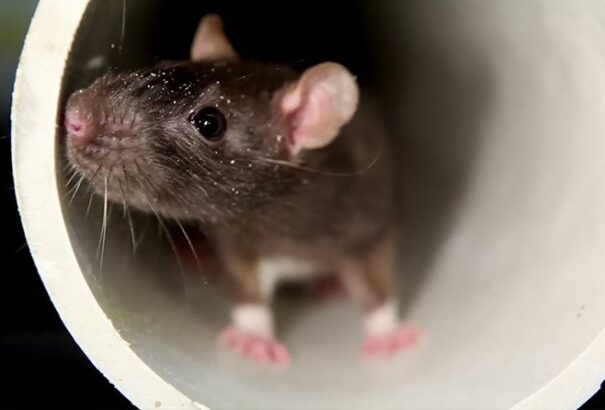 Jól gondolja meg, mit eszik! A tofuban találtak egérirtót