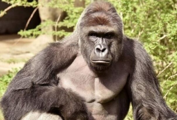 Lelőtték a gorillát, miután beesett hozzá egy kisfiú (Videó)