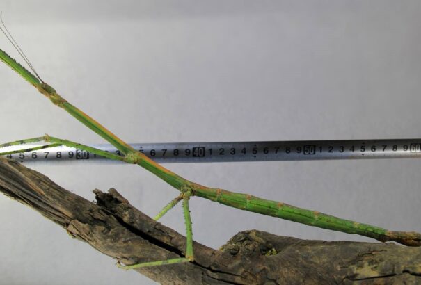 A világ leghosszabb rovarát találták meg Kínában