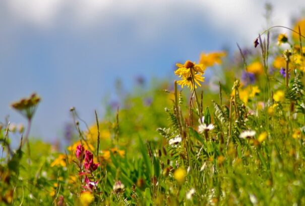A világ növényvilágának egyötödét a kihalás fenyegeti