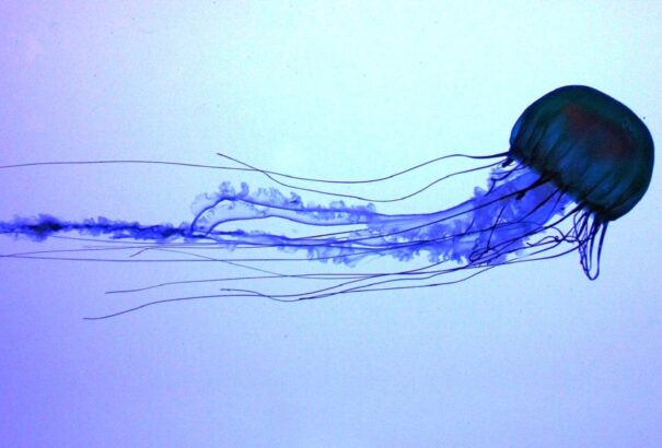 Medúzahamisítókra csapott le a kínai rendőrség