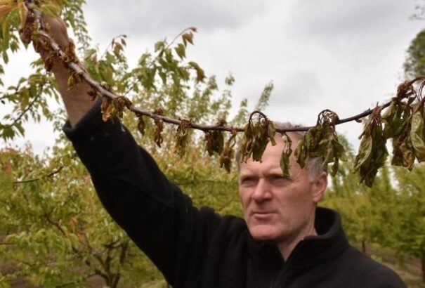 Hatalmas károk a szlovákiai mezőgazdaságban
