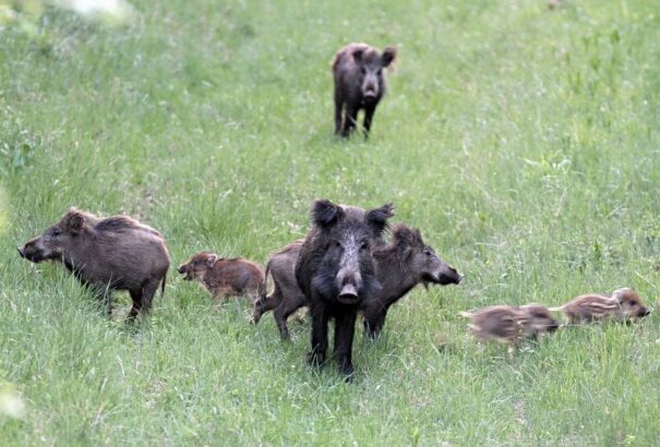 Elszaporodtak a vadállatok az országban. Az ok: a klímaváltozás
