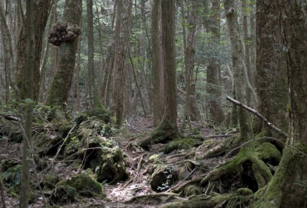 Büntetésből magára hagyták az erdőben a hétéves kisfiút