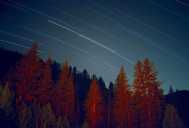 Magyar kutatók segítségével sikerült megfigyelni a fák alvási szokásait