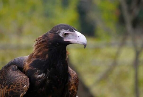 Kisgyermeket akart elvinni egy sas Ausztráliában