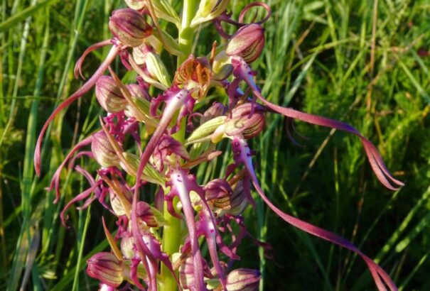 Védett növények értelmetlen pusztítása