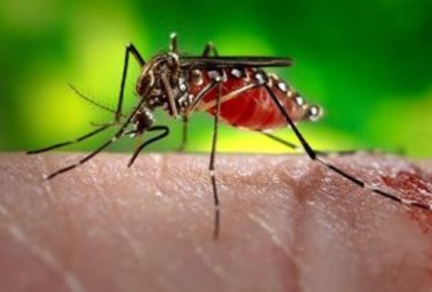 Már Romániában is megjelent a zikavírus