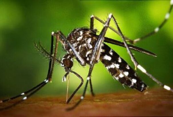 Zika-vírus: újabb fertőzött Szlovéniában