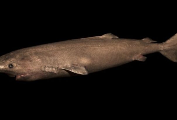 Egy grönlandi cápa a világ legidősebb gerincese – több mint 400 éves