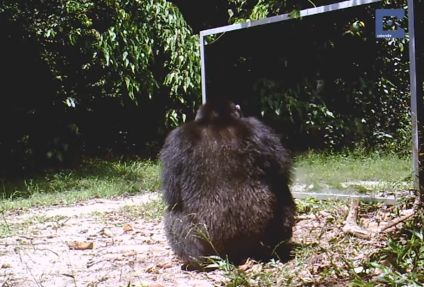 Így reagáltak a csimpánzok, miután tükörbe néztek (videó)