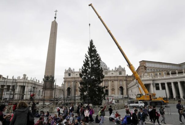 Felállították a Szent Péter téri karácsonyfát Vatikánban