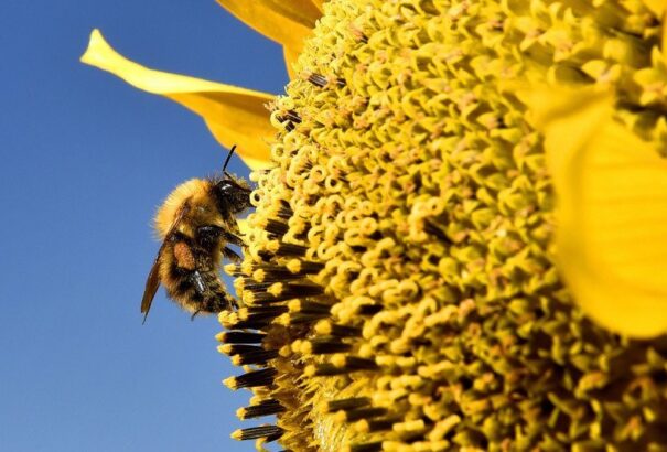 „Méh-autópályákkal” küzdenének a méhek pusztulása ellen