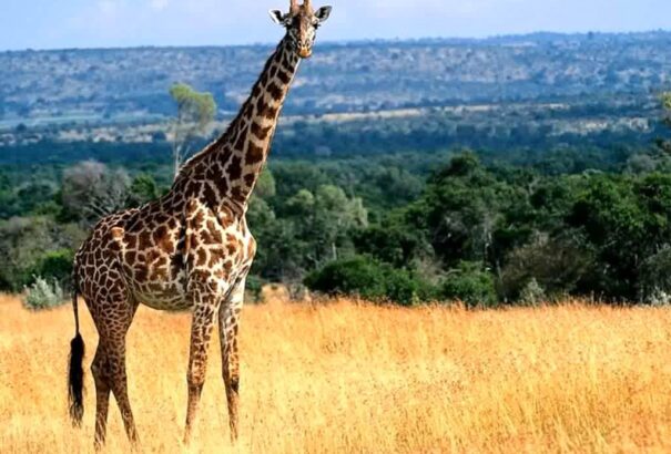 Kihalás fenyegeti a zsiráfokat