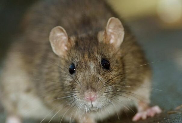 Ellepték Párizst a patkányok – videó