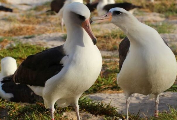 Újra felbukkant: él és virul a világ legidősebb tengeri madara