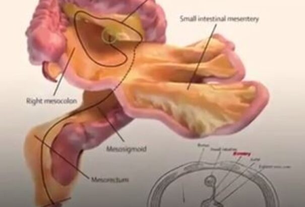 Eddig ismeretlen szervet fedeztek fel az emberi testben