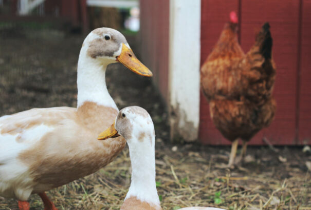 Madárinfluenzás eseteket találtak Csehországban