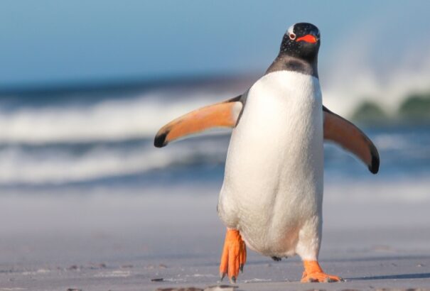 Orvosi tanácsok: Ha úgy mozgunk a jégen mint a pingvinek, elkerülhetjük az elesést