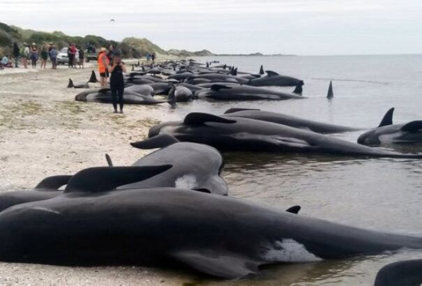 Több mint 400 bálna vetette magát partra Új-Zéland partjainál (Videó)