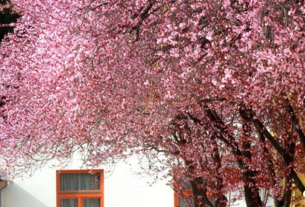 Túlnyomóan napos, enyhe tavaszi időnk lesz pénteken