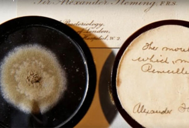 Több ezer eurónak megfelelő összegért kelt egy 90 éves penészminta