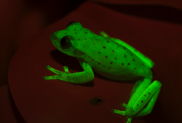 Nahát: fluoreszkáló békát fedeztek fel Argentínában