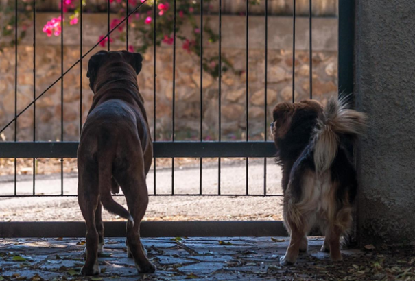 „Utcamix” vagy fajtiszta? Melyiket válasszuk?