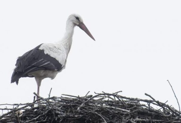 Hétvégére megérkezhet Báró, a gólya