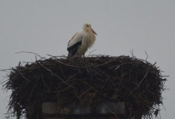 Megérkezett Báró Izraelből