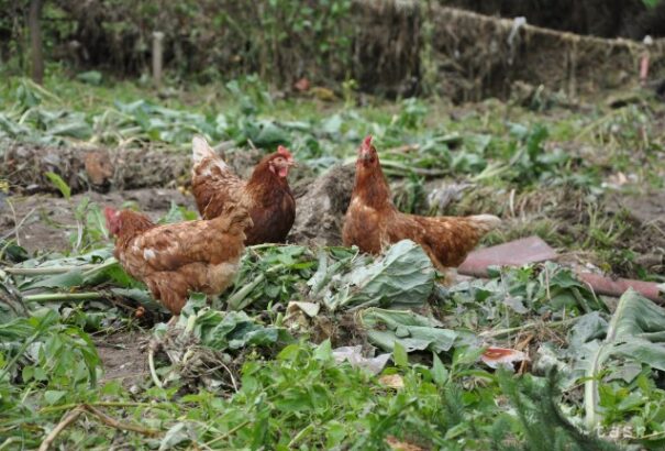 Az élelmiszerbotrányok ellenére sem emelkedik a hazai baromfihús-fogyasztás