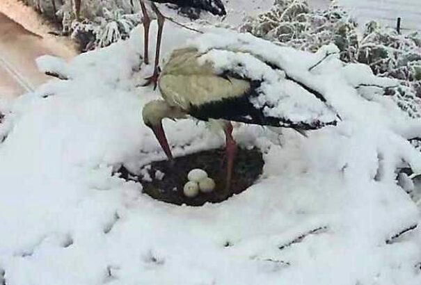 Mi lesz a vándormadarakkal az áprilisi télben?
