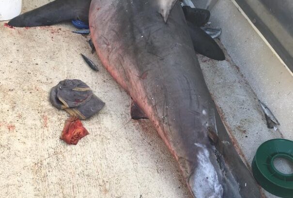 Egy nagy fehér cápa ugrott a csónakjába, épp hogy megúszta élve