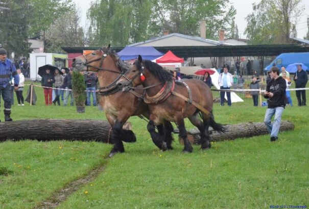 Lovas-fuvaros-kézműves nap Losoncon (Képekkel)