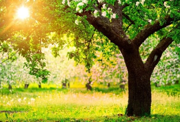 Időjárás: Napsütés gomolyfelhőkkel