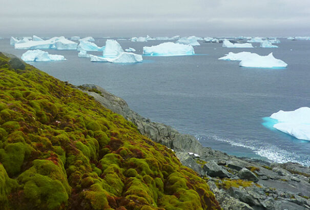 Egyre zöldebb az Antarktisz a klímaváltozás miatt