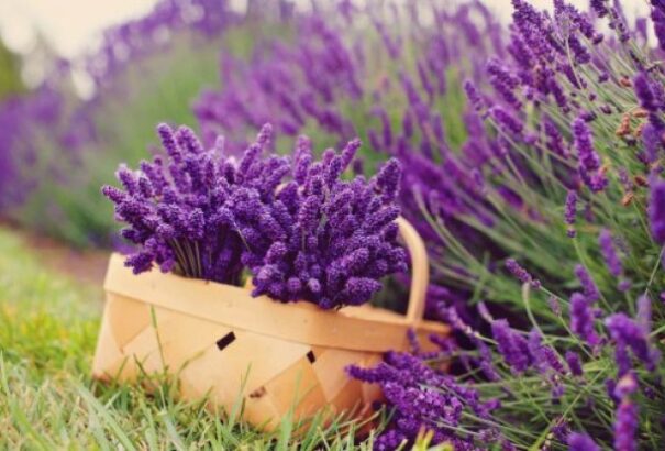 Növények, melyekkel legyőzhetjük a stresszt