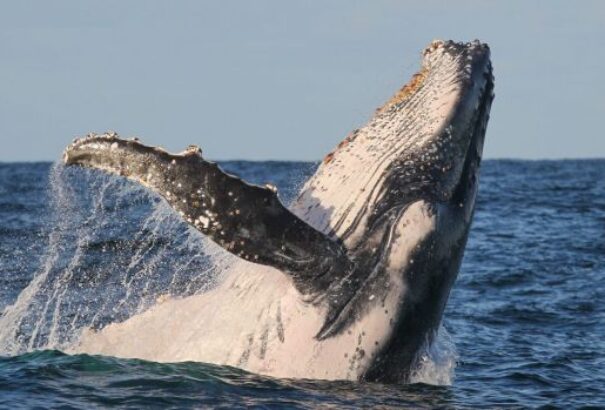 VIDEÓ: Közvetlenül a csónak mellett csapott fel egy hosszúszárnyú bálna